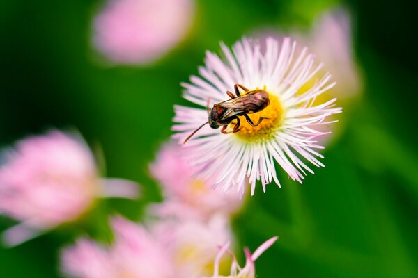 Summer colors in nature pictures