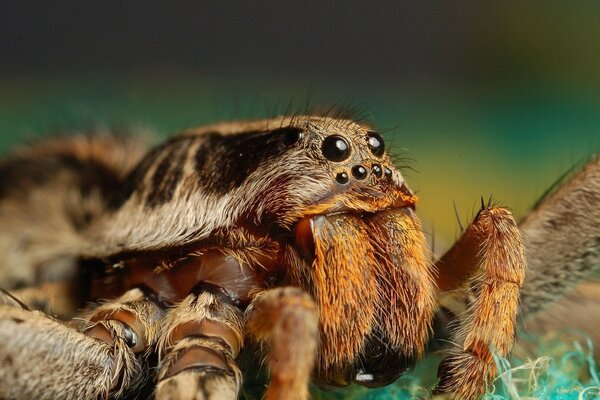 Macro photography of a spider in the wild