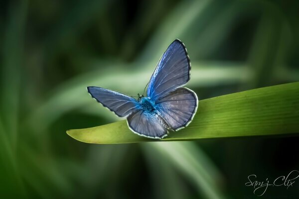 A blue butterfly sits on a green leaf