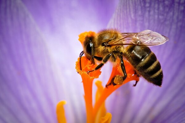 Insecte de la faune abeille