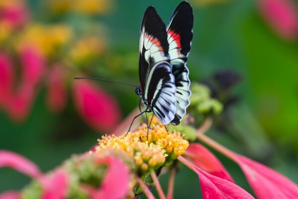 Beau papillon sur fleur macro