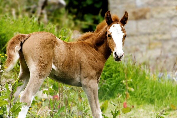 Tier Säugetier Pferd auf Heuhaufen