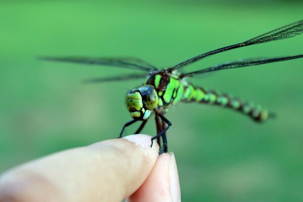 Insect of the wild nature dragonfly