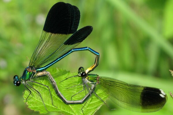 Mobarakabadvillage.ir - dragonfly mating