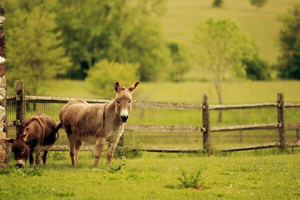 Due asini carini pascolano in una fattoria