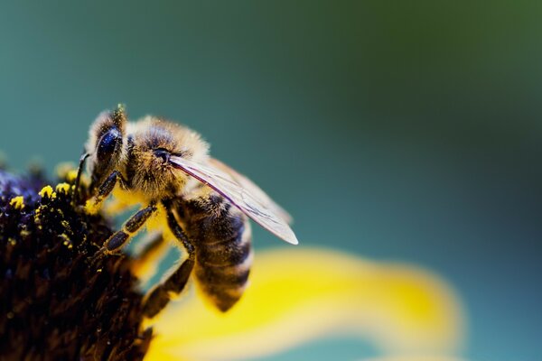 A bee at the core of a plant