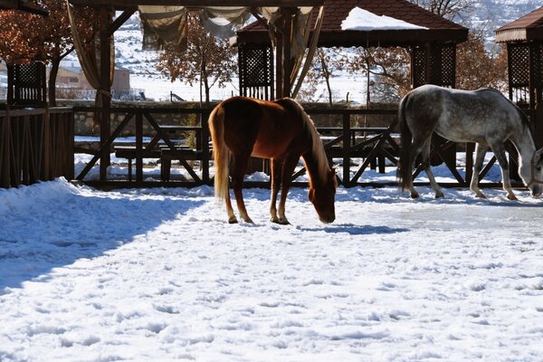 Walking two horses in a paddock in winter