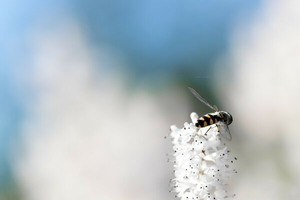 La avispa aterrizó en una flor blanca