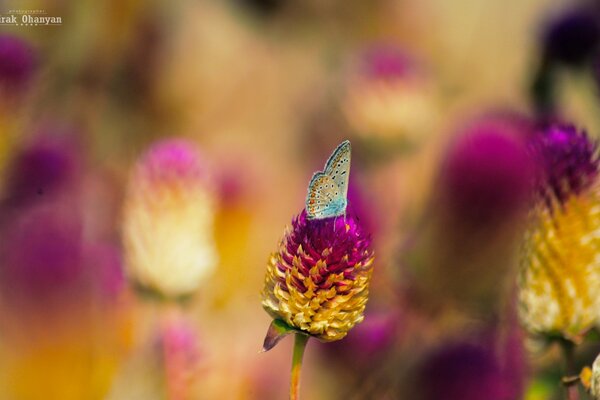 A butterfly collects flower nectar