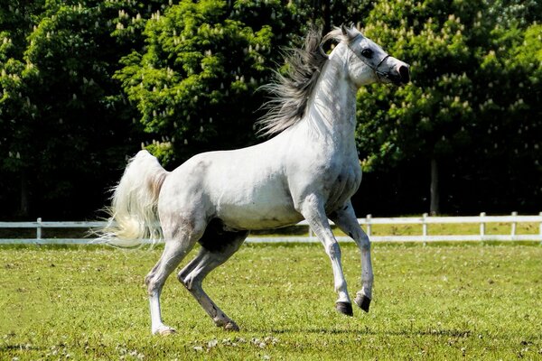 Caballo gris cabalga sobre la hierba