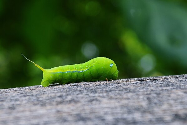 Oruga verde. Una oruga en un árbol. Insectos. Micromundo