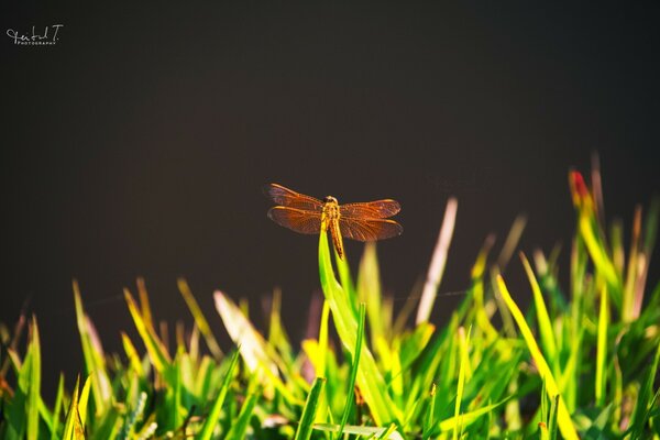 Insect of the wild nature dragonfly