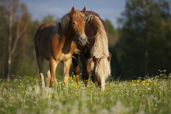 Ein Pferd mit einem Fohlen grast auf einer Wiese