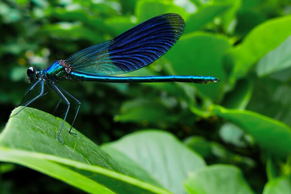 Dragonfly on a green leaf