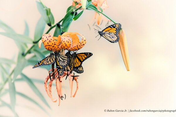 Butterflies feeding on lily flowers