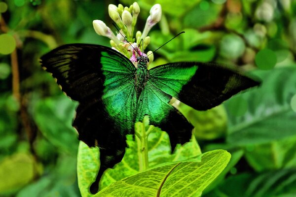 Grüner Schmetterling auf grünen Blättern. Sommer. Saftige Grüns