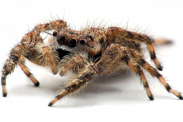 Big hairy spider on a white background