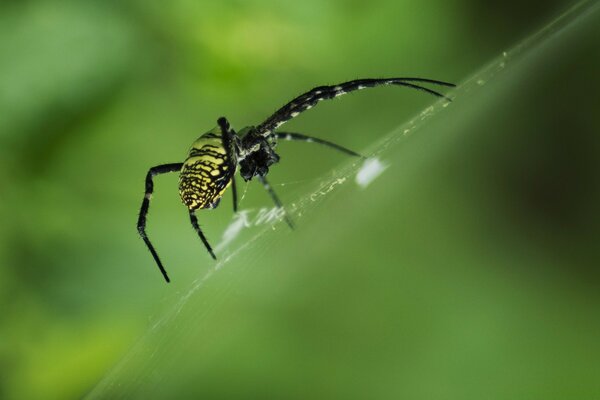 Aranha amarelo-preta em pé sobre uma teia de aranha no fundo do verde