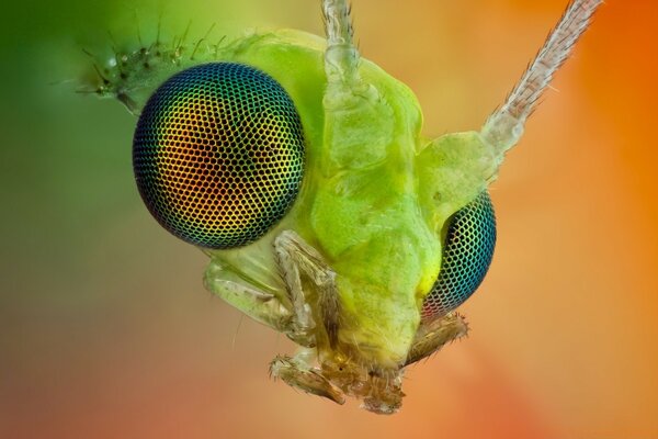 Fotografía macro de insectos de vida silvestre