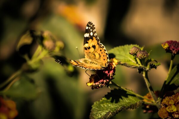 Borboleta amarela em uma folha verde