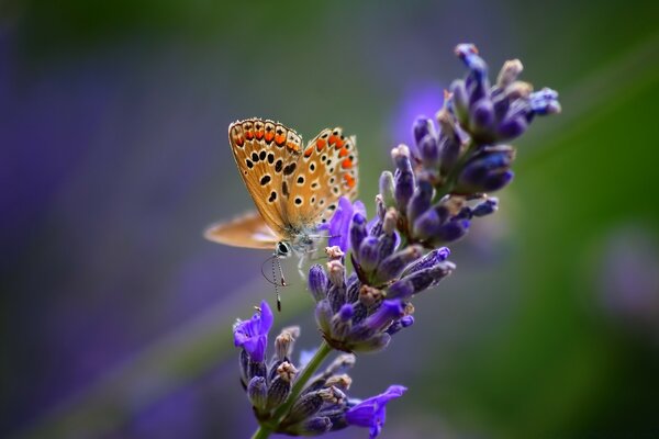 Mariposa hoy en la lluvia al aire libre