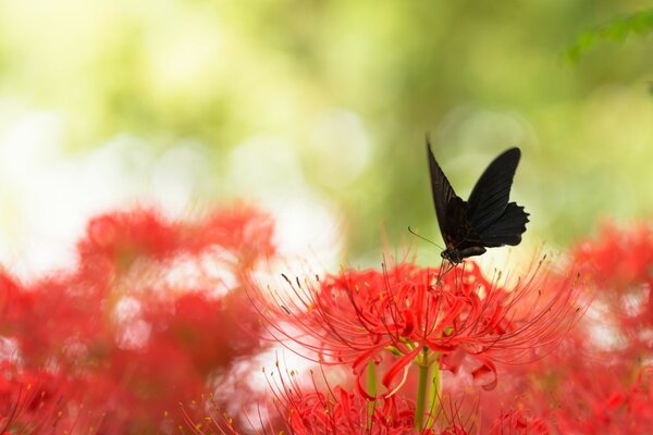 Bpbochka en la flor. Flores rojas. Naturaleza. Verano