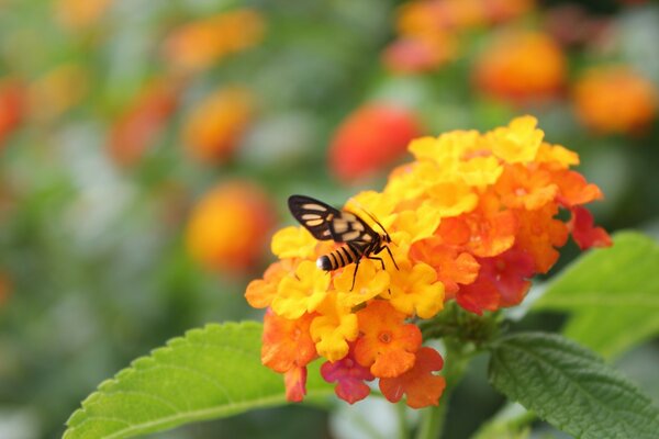 Insekt der wilden Natur Schmetterling