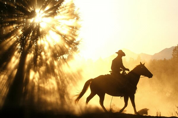 A rider rides a horse in the rays of the sun