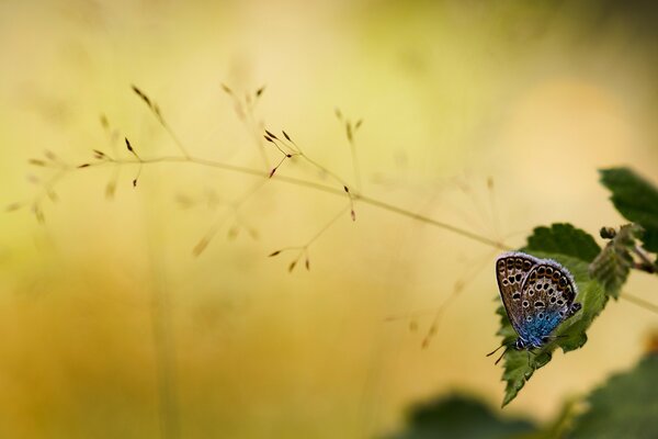 A butterfly is sitting on a flower, the background is yellow, nature is good