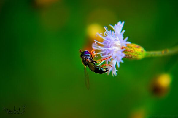 Una vespa dalle zampe rosse si siede su un fiore