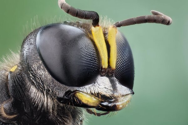 Ungefähres Foto von Insektenaugen