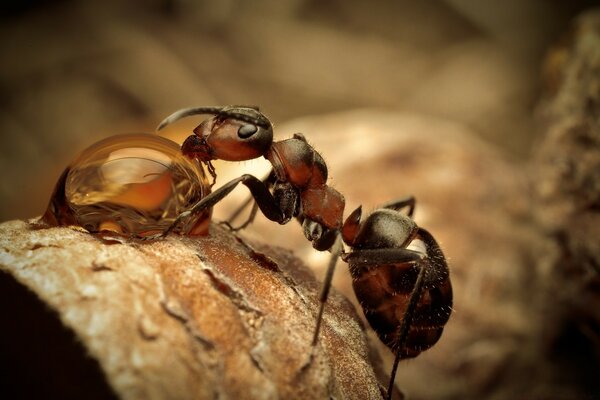 Macro fotografía de una hormiga en la naturaleza