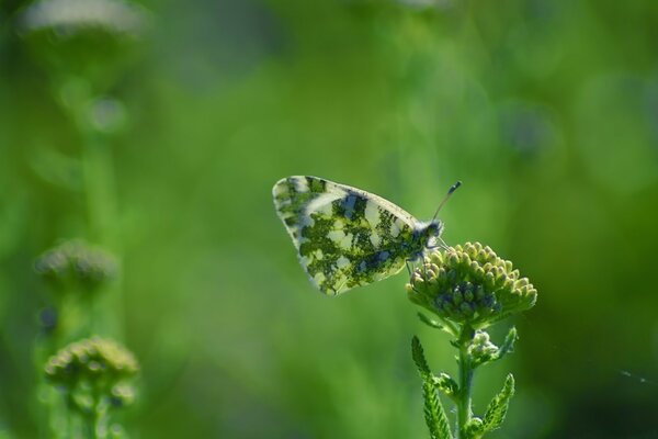 A butterfly sitting on an inflorescence on a green background