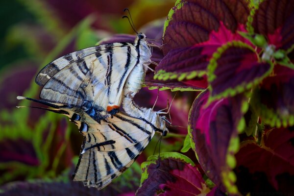 Farfalla e ruote. Farfalla variegata. Belle foglie