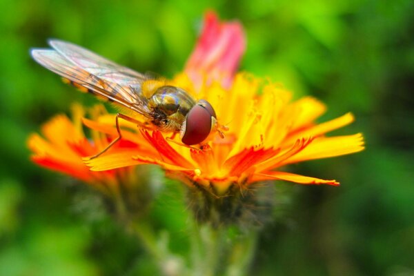 Eine Biene sitzt auf einer gelben Blume