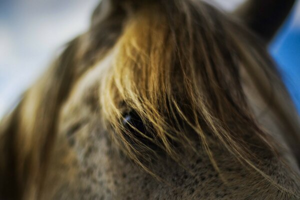 Blurry photo of a horse s mane