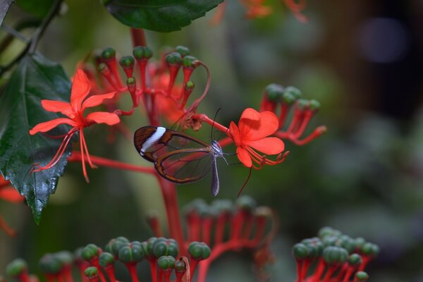 A butterfly with transparent wings is rare and beautiful