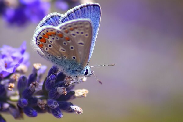 Lavender butterfly sits on a flower