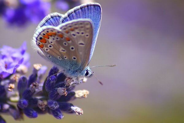 Лавандовая бабочка сидит на цветке
