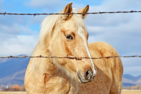 Hermoso caballo contra el cielo