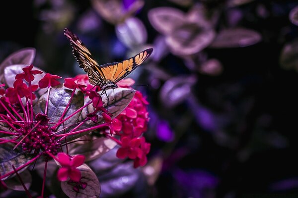 Schmetterling auf einer Blume. Rote Blumen. Dunkler Hintergrund