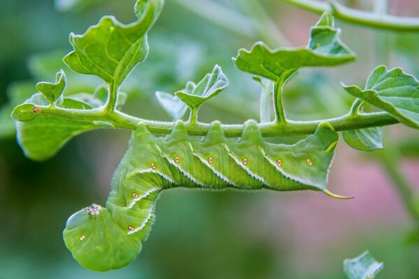 Mimicry of a green caterpillar under a plant leaf