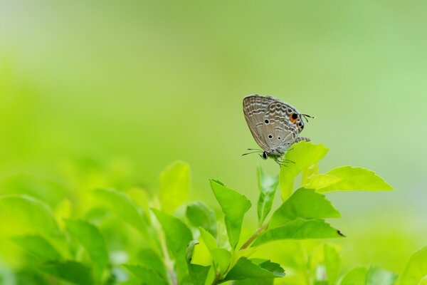 Ein Schmetterling sitzt auf einem grünen Blatt