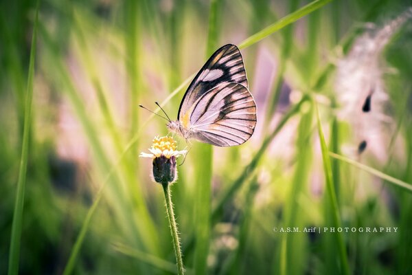 Mariposa rosa en la flor. Mariposa en la hierba. Verano