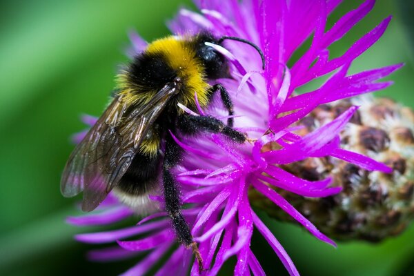 Nature and insects are one