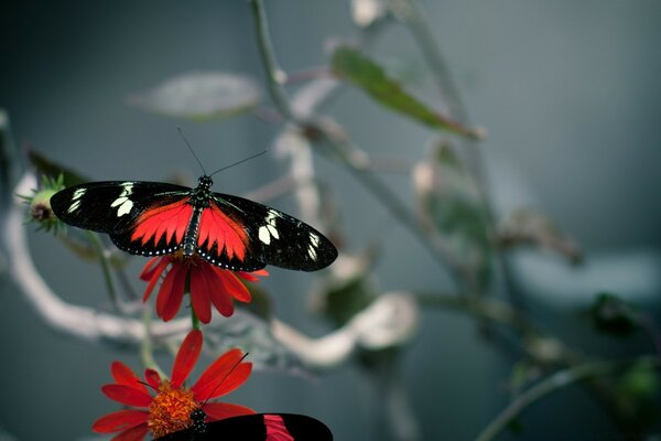 Schmetterling auf einer roten Blume. Ein heller Schmetterling. Rote Reisig