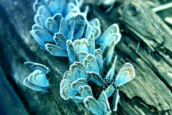 A lot of blue butterflies on a rotten log