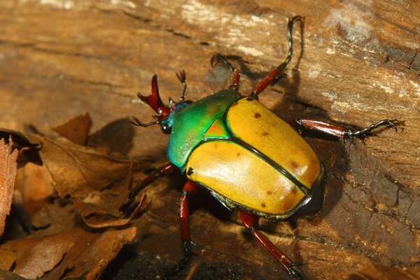 Gelber Käfer mit Laub an der Rinde