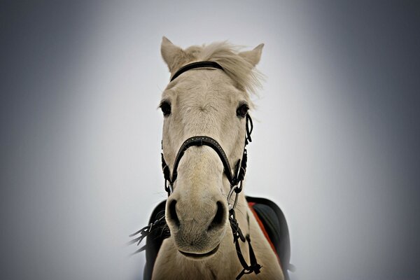 White horse harnessed to the bridle portrait