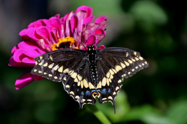 La belleza en el minimalismo. Hermosa mariposa